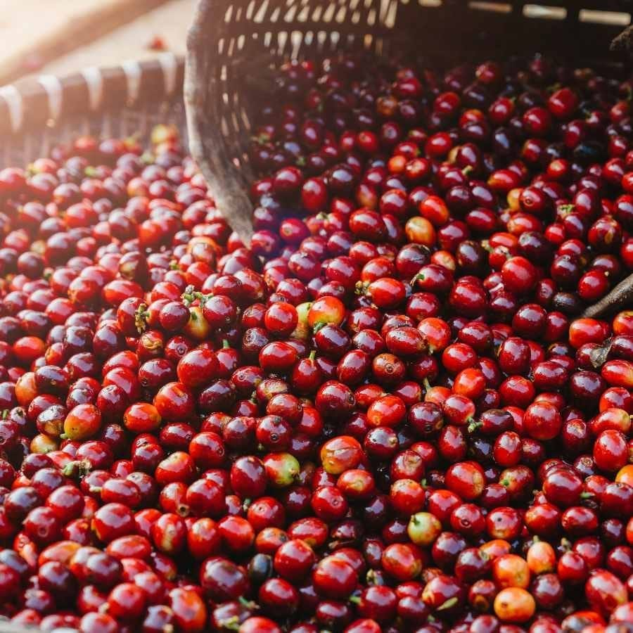 1 tấn cà phê tươi được bao nhiêu cà phê nhân?
