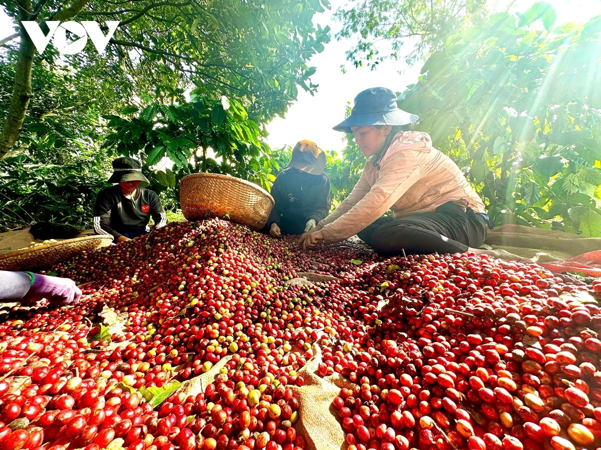 Giá Cà Phê Hôm Nay 29/6 Đắk Lắk Lâm Đồng Gia Lai Đắk Nông