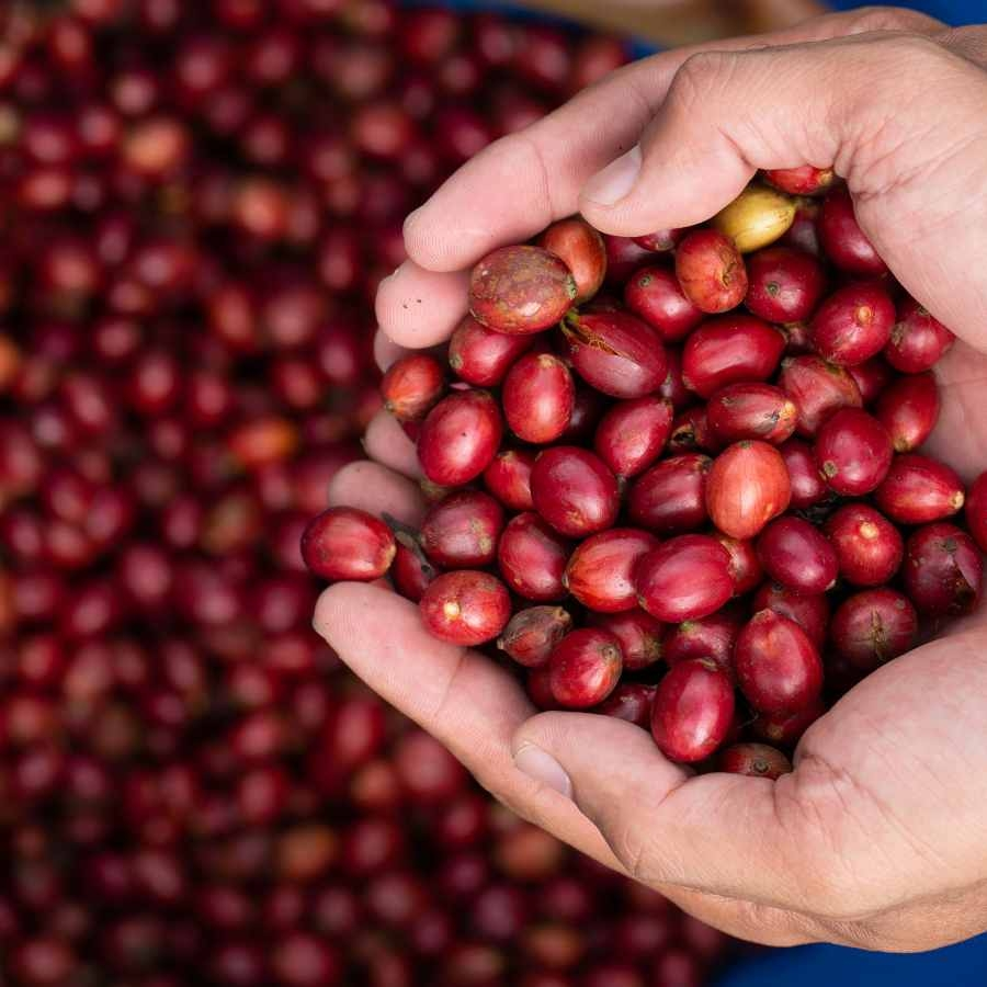 Bao nhiêu kg cà phê tươi được 1 kg cà phê nhân