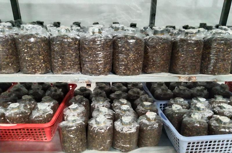 Giá meo giống nấm rơm