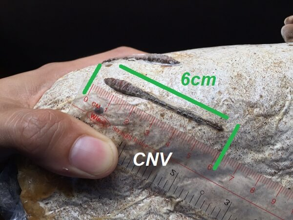 Cách rạch phôi nấm đạt chuẩn