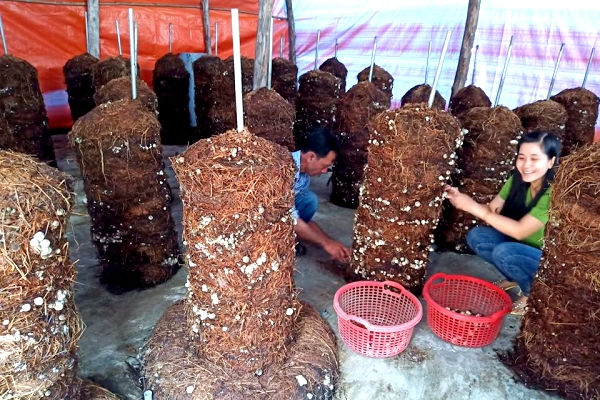 Cách trồng nấm rơm cuộn