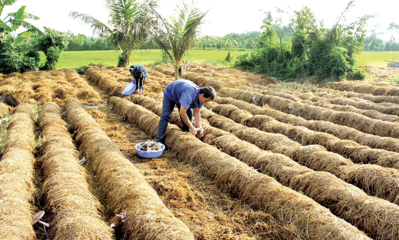 Cách trồng nấm rơm ngoài trời