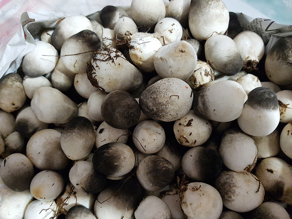 Cách trồng nấm rơm tại nhà