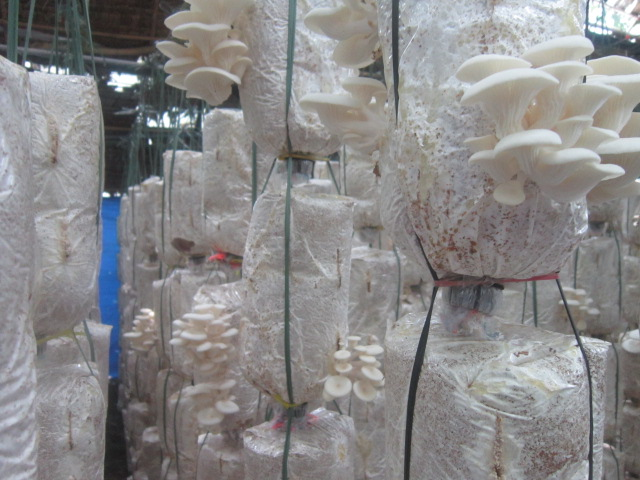 Cách trồng nấm sò tại nhà