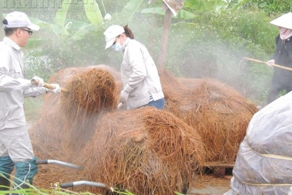 Cách ủ rơm trồng nấm tại nhà