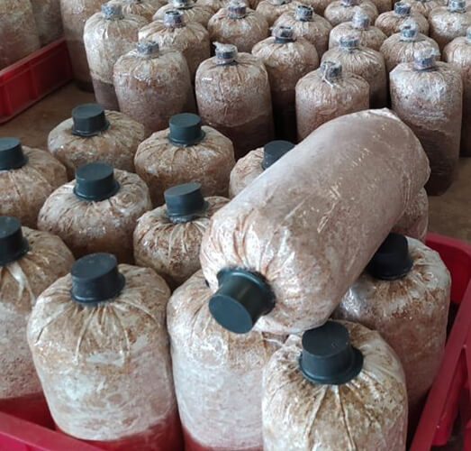 Giá phôi nấm bào ngư trắng sạch bệnh, chất lượng