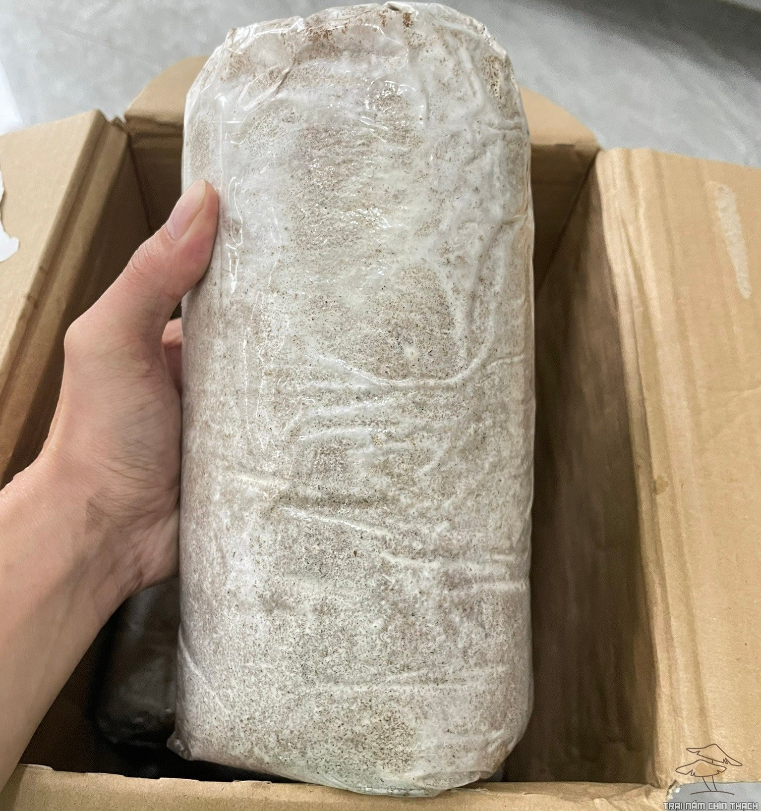 Giá phôi nấm mối đen