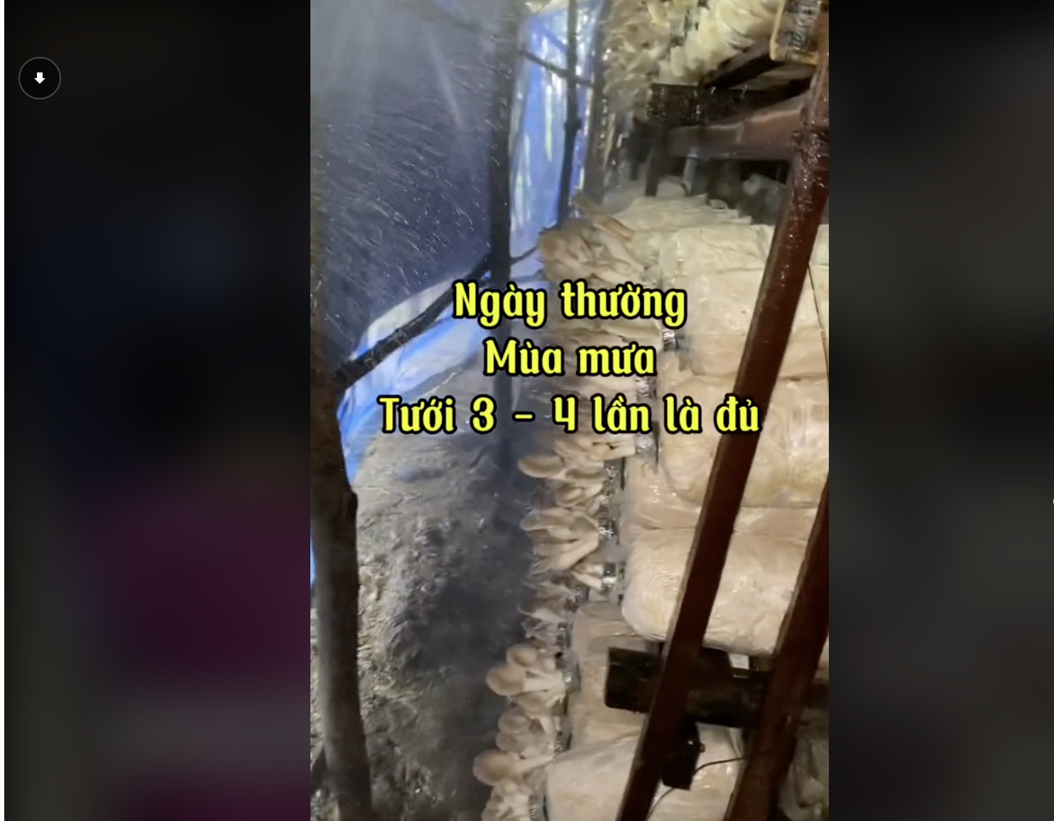 Cách tưới nước cho phôi nấm sò