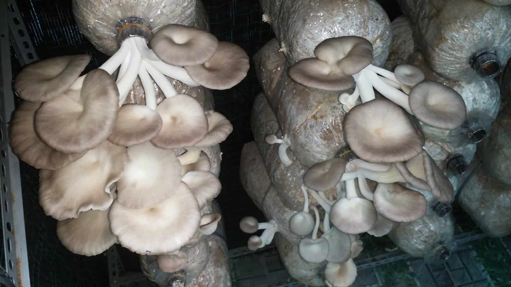 Nhược điểm của nghề trồng nấm