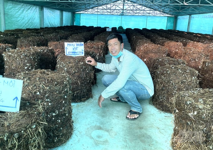Trồng nấm rơm bằng cỏ