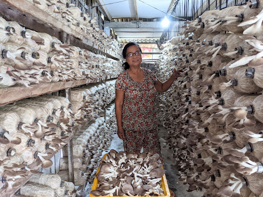 Cách trồng nấm bào ngư xám