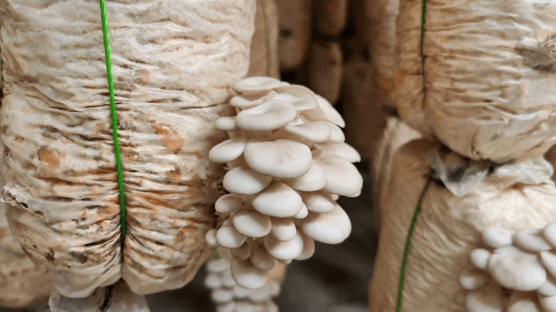 Cách trồng nấm tại nhà
