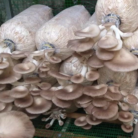 Mô hình trồng nấm bào ngư