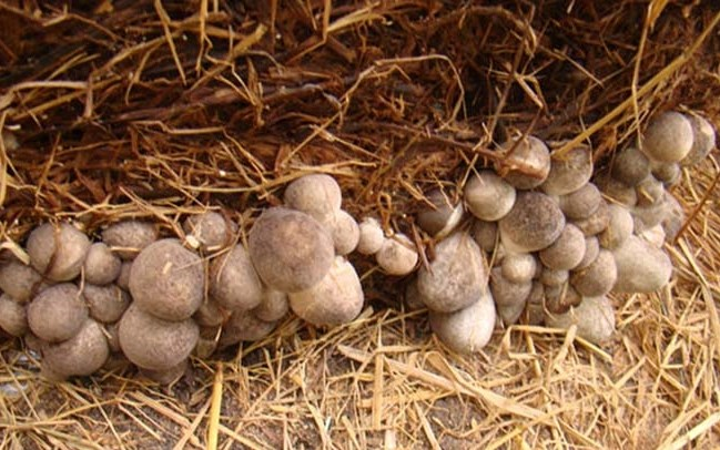 Kỹ thuật trồng nấm rơm công nghệ cao