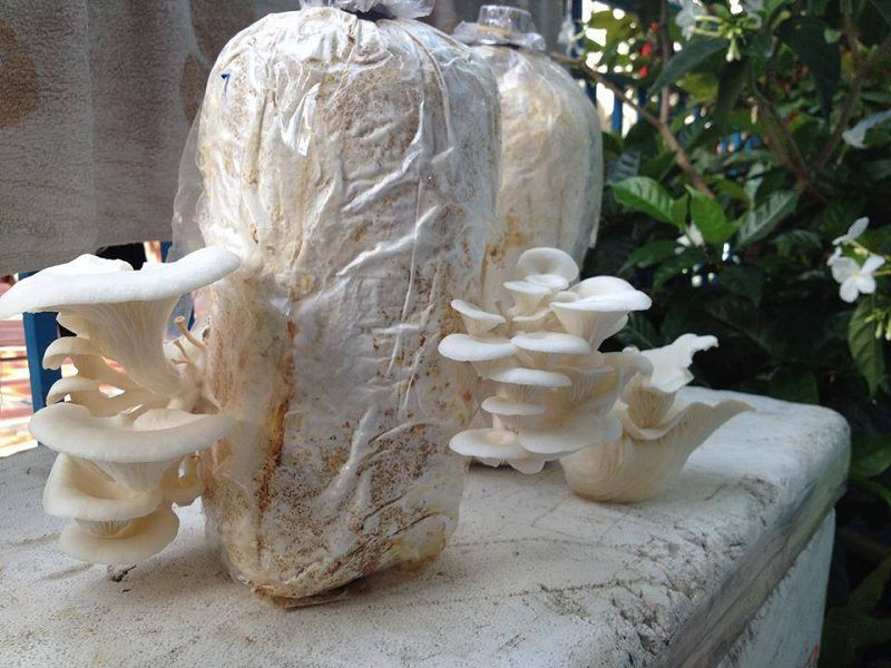 Trồng nấm có lãi không?