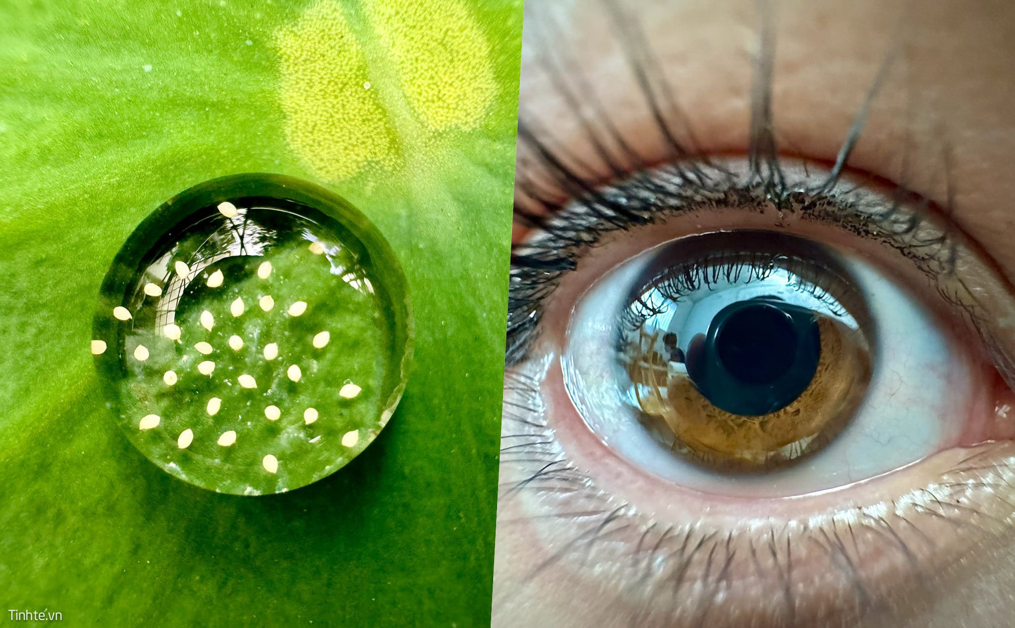 Cách chụp macro trên iphone 15